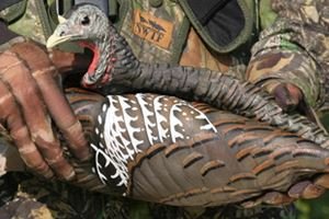 Collapsible Turkey Decoy