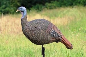 Hen Turkey Decoy