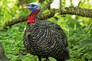 Jake Turkey Decoy