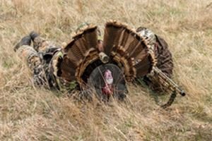 Stalking Turkey Decoy