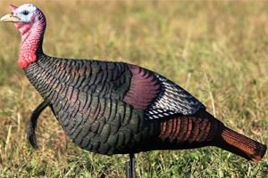 Tom Turkey Decoy