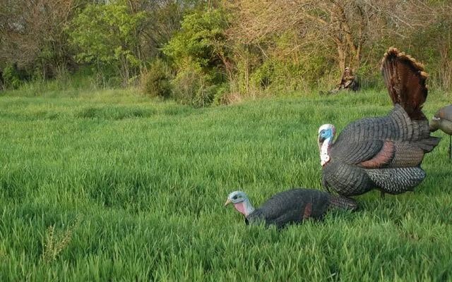 Turkey Decoy set up positions