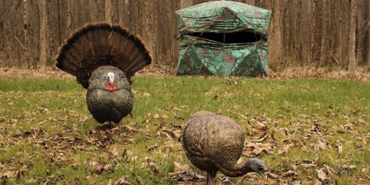 Turkey Decoys set up