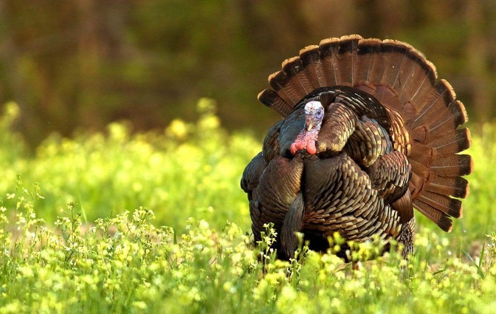 hunt later in the day