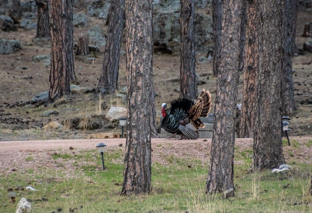 turkey circling tips