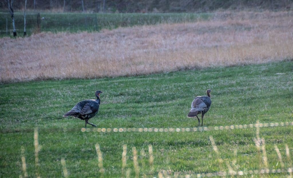 turkey flushing tips