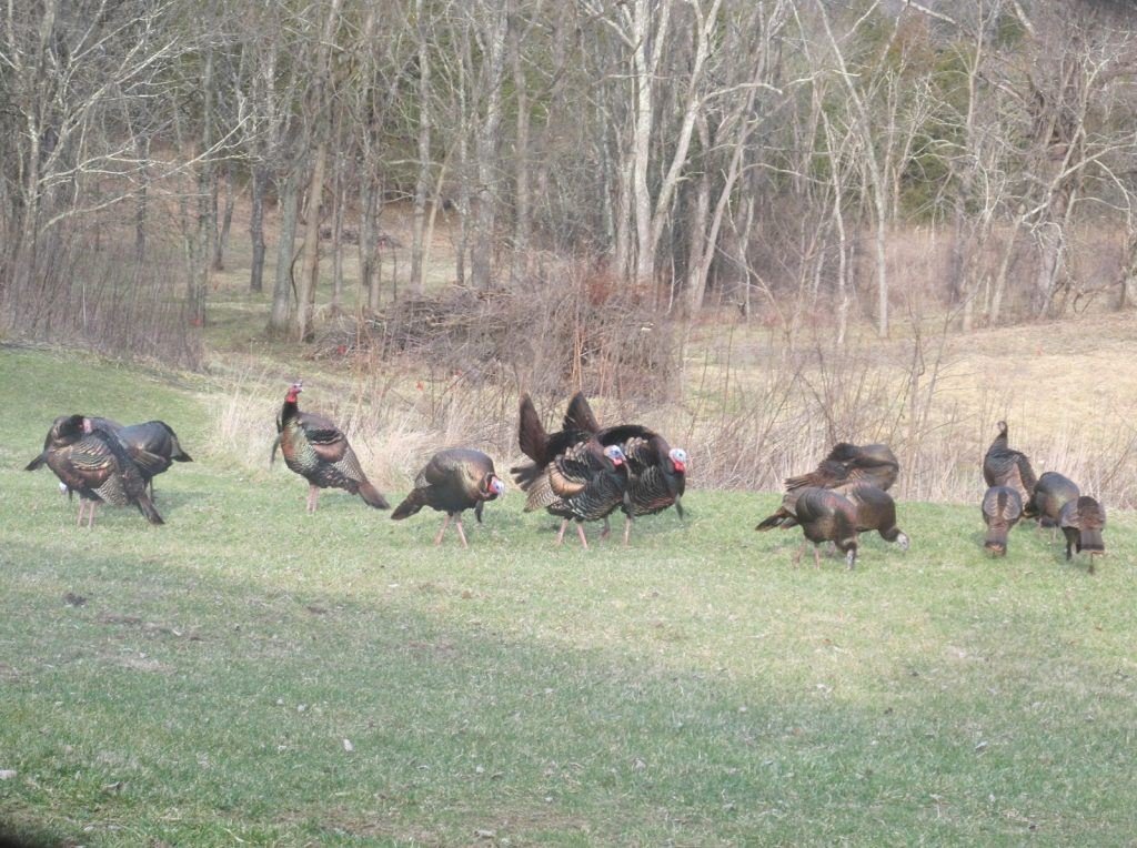 turkey laying an ambush tips