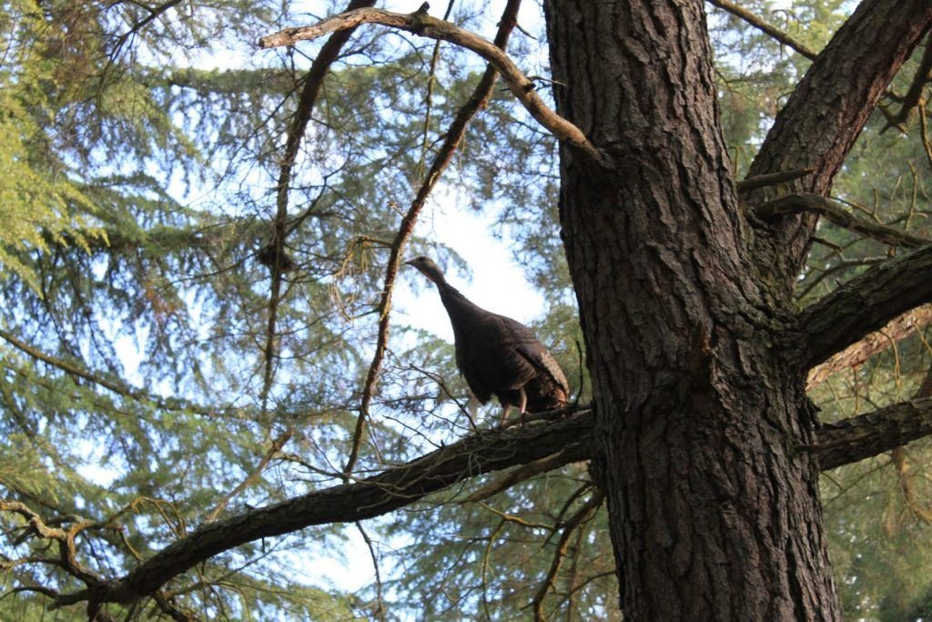 turkey roosting tips