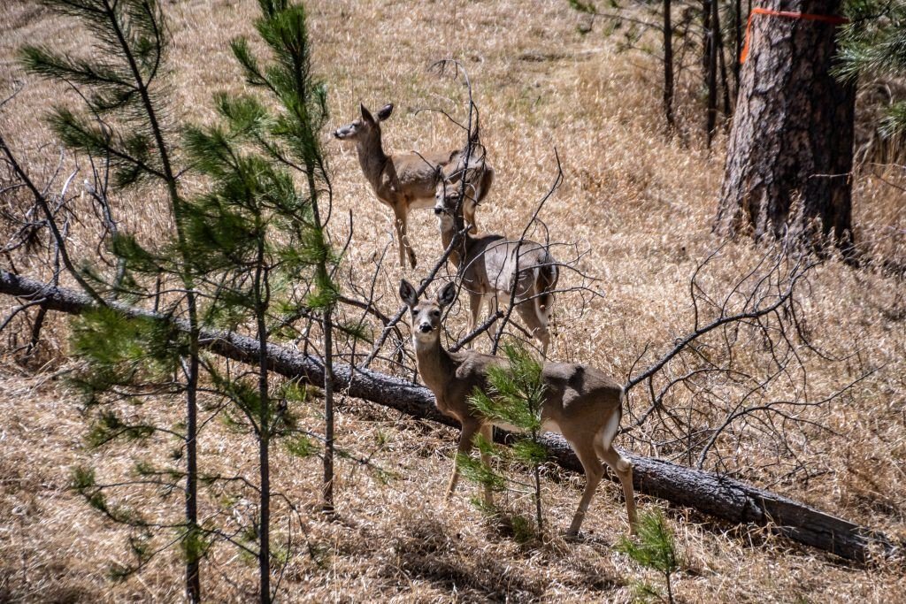 Attracting Deer