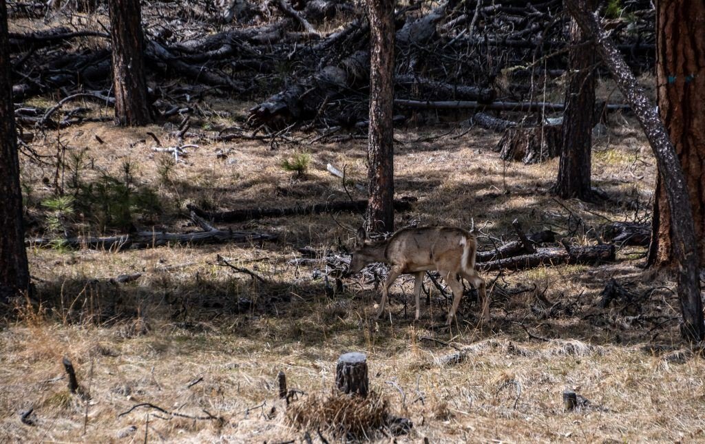 Deer Scouting Tips
