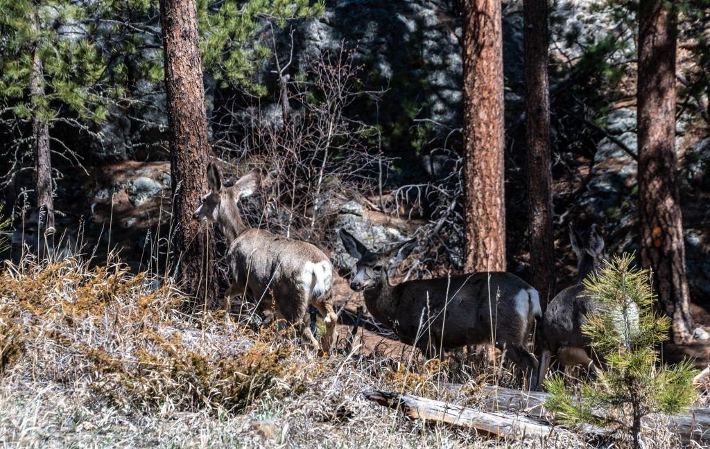 Deer Travel Corridors and Choke Points