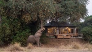 Glamping Wildlife Encounters